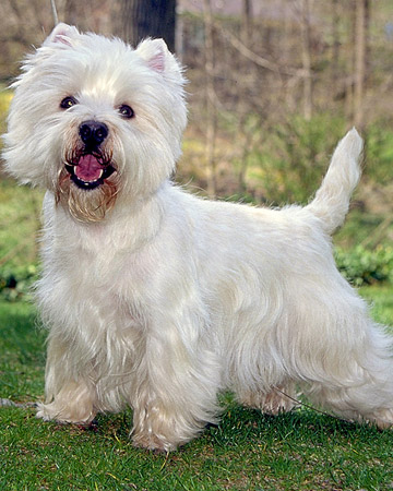 akc_westie_bloom_xl.jpg