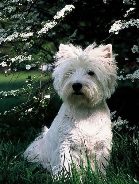 West_Highland_White_Terrier.jpg