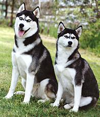 siberian_husky_03.jpg