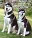 siberian_husky_03.jpg