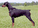 doberman.gif